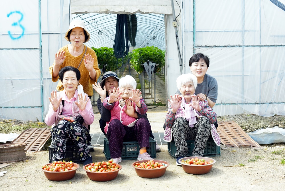 딸기체험하고 왔어요